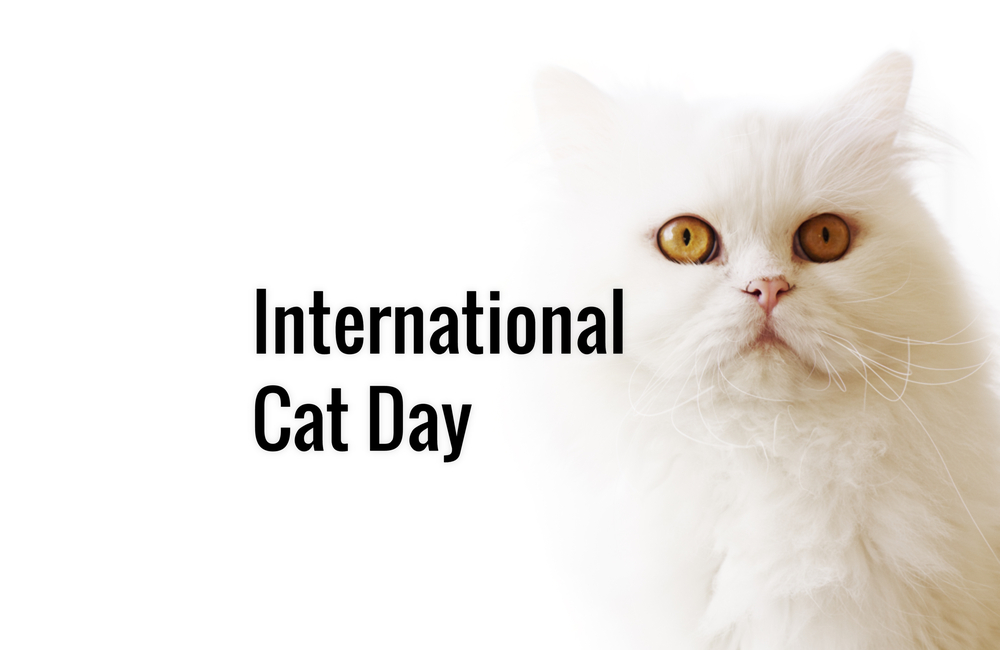 International Cat Day 2022 Theme
