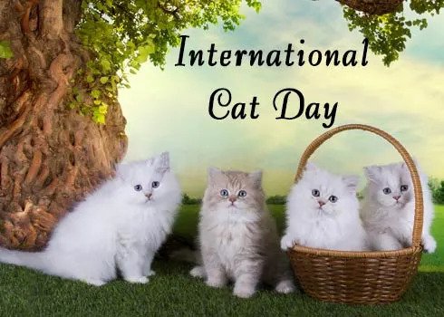 International Cat Day Images