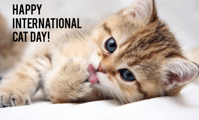 Today International Cat Day